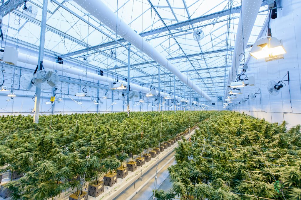 inside dispensary with rows of cannabis plants growing