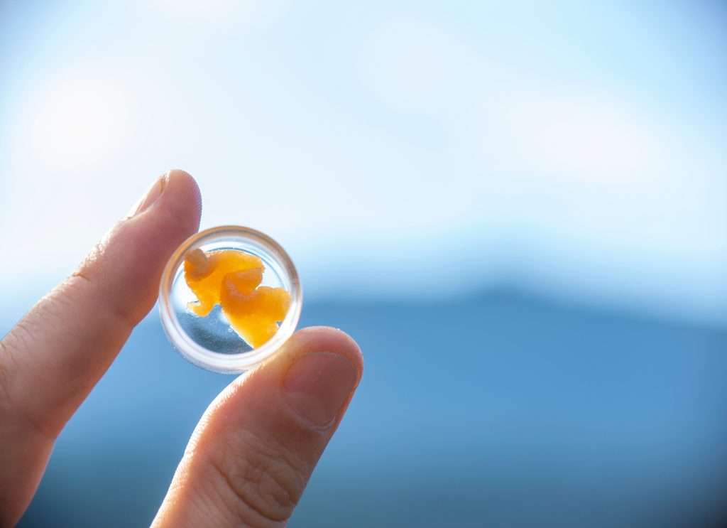 Macro detail of hand holding a jar with cannabis extraction aka live resin or wax