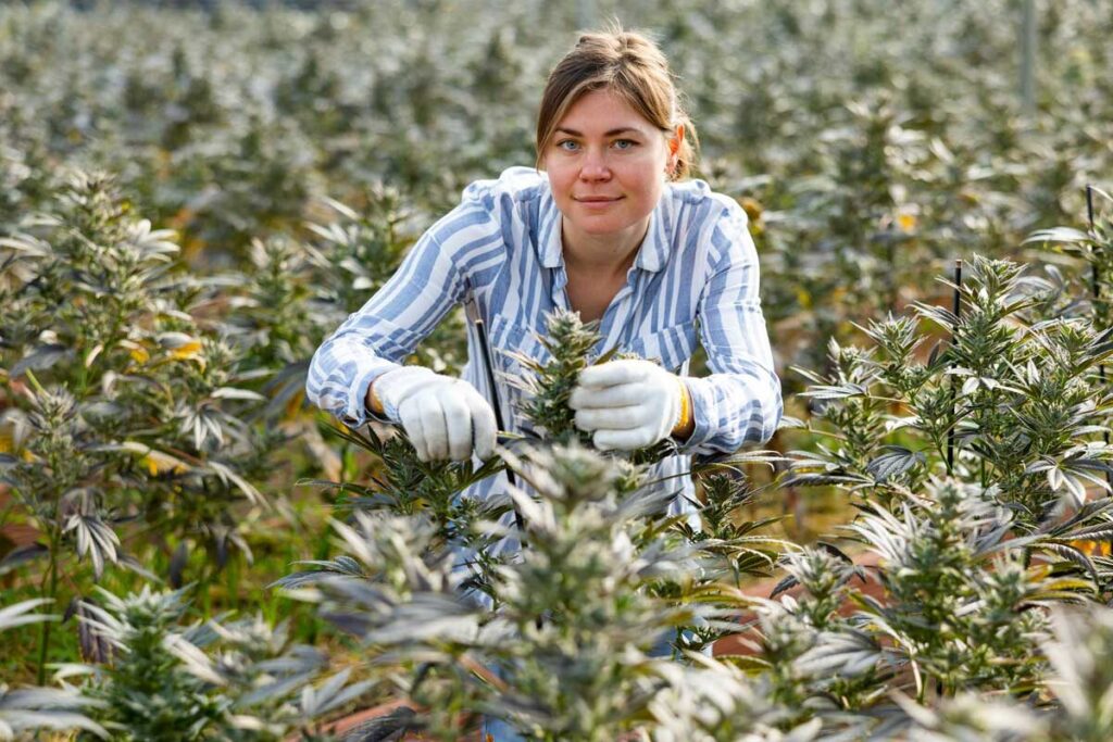 Skilled female gardener engaged in industrial cultivation on cannabis in glasshouse, performing plants pruning in springtime