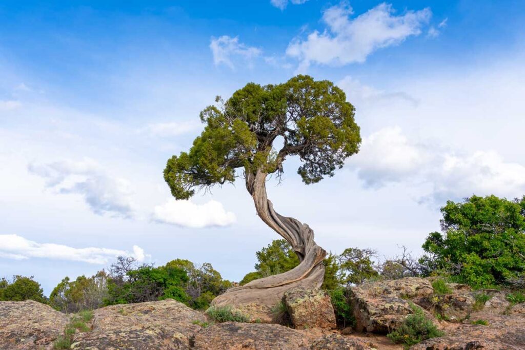 things to do in gunnison colorado: A twisted juniper tree trunk at Dragon Point in Black Canyon of the Gunnison National Park, near Montrose, Colorado, United States.
