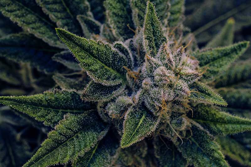 | Roots Rx cannabis for beginners - Live cannabis plant macro bud shot