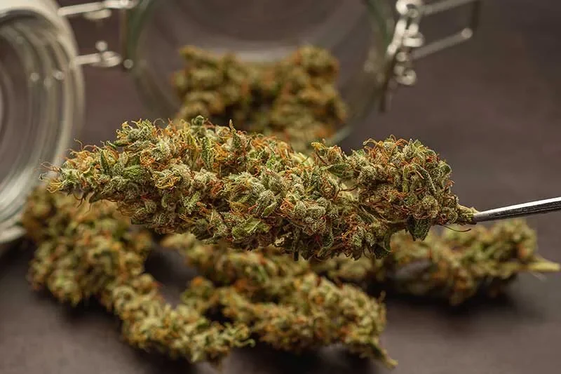 | Roots Rx best weed dispensary El Jebel colorado